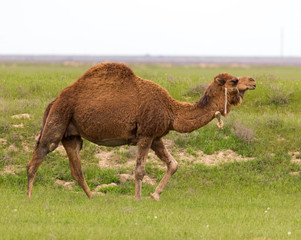 Camel in the pasture in the spring