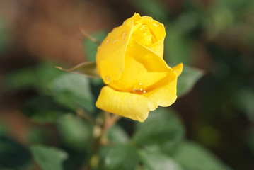 黄色の薔薇_開花
