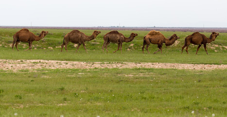 Fototapeta premium Camel in the pasture in the spring