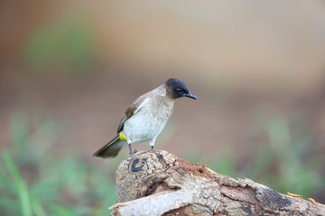 Dark-capped bulbul (Pycnonotus tricolor) in Zambia