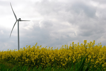 the windmills on the field