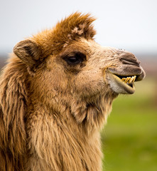 Fototapeta premium Portrait of camel on nature in spring