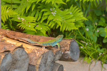 Perleidechse im Gehölz