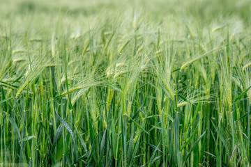 Obraz premium Young barley in the field in the rain