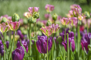 Blooming colorful tulips in a garden, spring time in Poland.