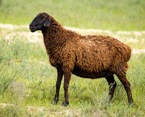 Ram in the pasture in the spring