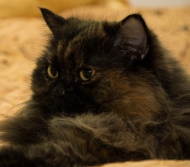 Braun-Schildpatt Perserkatze