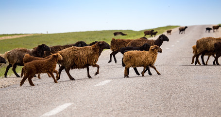 A herd of rams cross the road