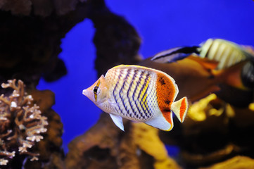 Obraz premium Crown Butterflyfish in Red Sea