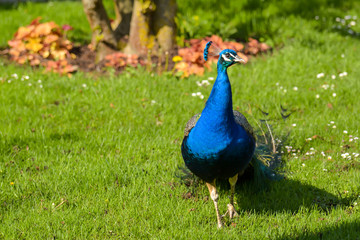 Fototapeta premium Blauer Pfau im Park