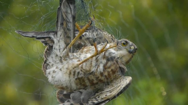 Bird trapped in net,struggling to die in green forest like fail loser.Shaking leaves of tree canopy in wind.destruction of ecological balance.
