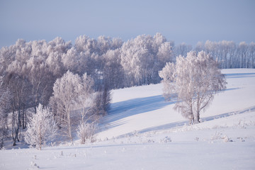 Birch trees under hoarfrost in snow field in winter season