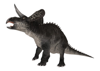 3D Rendering Dinosaur Zuniceratops on White