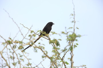 Magpie shrike (Urolestes melanoleucus) in Zambia