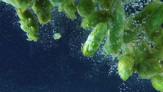 High quality video of hops falling into water in real 1080p slow motion 250fps