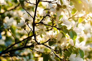 Flowering quince in the sun