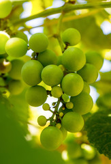 Photo of a branch of green vine grapes