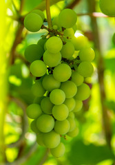 Fototapety  Zdjęcie gałązki zielonych winogron