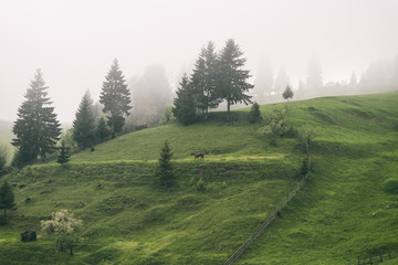 Mountain landscape on a misty evening after a storm with a distant horse and fir trees on the green pasture.