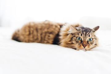 frightened cat
