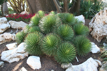 Agave Stricta