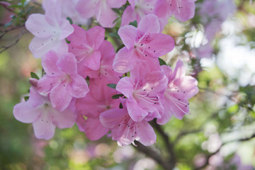 rhododendron pink flowers. Blooming bush