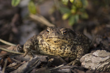 The common toad, European toad (Bufo bufo)