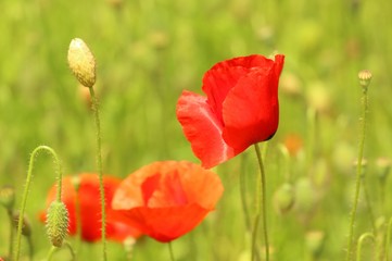 Poppies in field