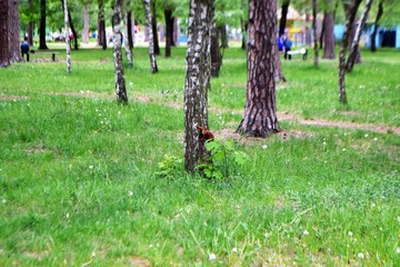 Squirrel in the forest