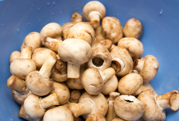 Clean fresh mushrooms in a blue cup
