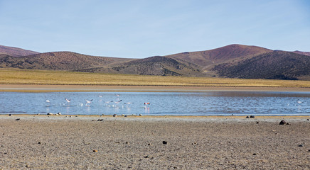 Fototapeta na wymiar Flamingos in the lagoon Huayñacota in the Natural Park of Sajama. Bolivia-