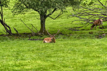 herd of mother elk with spotted newborn fawns and calves in brush field. nursing and nuzzling in morning light