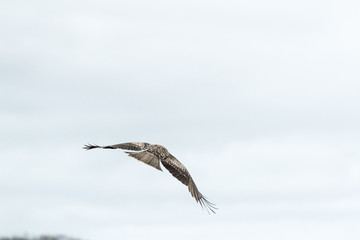 獲物を狙う鳶 / 北海道