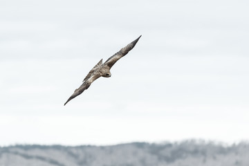 獲物を狙う鳶 / 北海道
