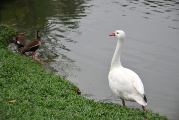 Gooose posing