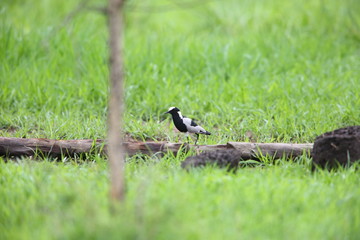Blacksmith lapwing (Vanellus armatus) in Zambia