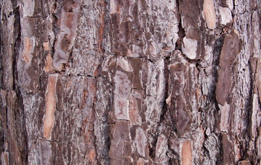Pine bark close by. The texture of the tree trunk. The background of the live wood. Skin nature of the forest.