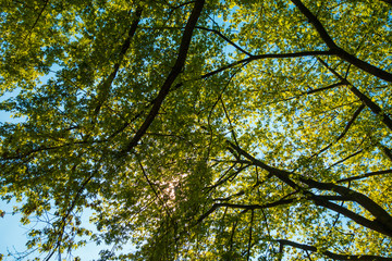 Fototapeta premium beautiful treetop with some sunlights - environment themes