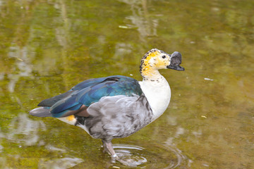 Höckerglanzgans im Teich