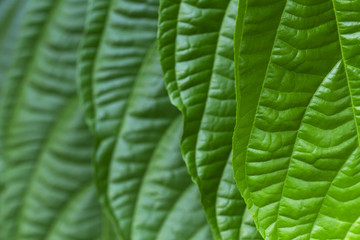 Tree leaves green bright  in sunlight