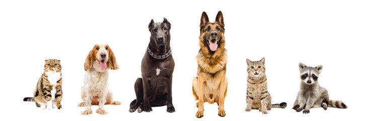 Group of animals, sitting together, isolated on a white background
