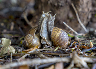 Vineyard snails (Helix pomatia) during mating