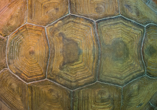 Detailed old big turtle shell pattern