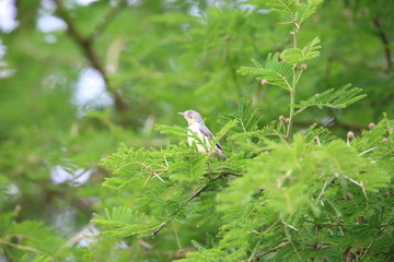 Burnt-necked eremomela (Eremomela usticollis) in Zambia