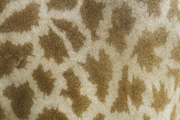 Pattern on the skin of giraffes
