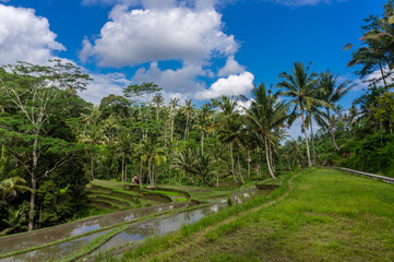 Rizi&egrave;res de Gunung Kawi, Tampaksiring, Bali, Indon&eacute;sie