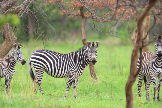 Fototapeta Plains zebra (Equus quagga) in Zambia