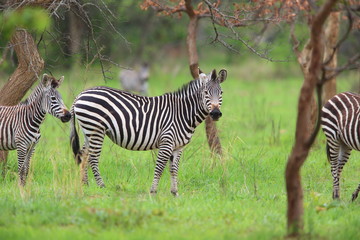 Plains zebra (Equus quagga) in Zambia