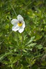Single white flower of snowdrop anemone in the grass with insect on it