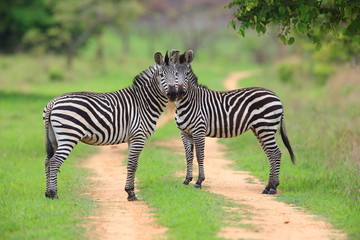 Fototapeta na wymiar Plains zebra (Equus quagga) in Zambia
